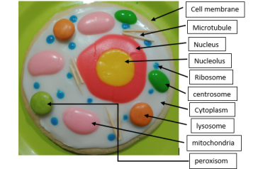 AC Year 8 Science Projects
