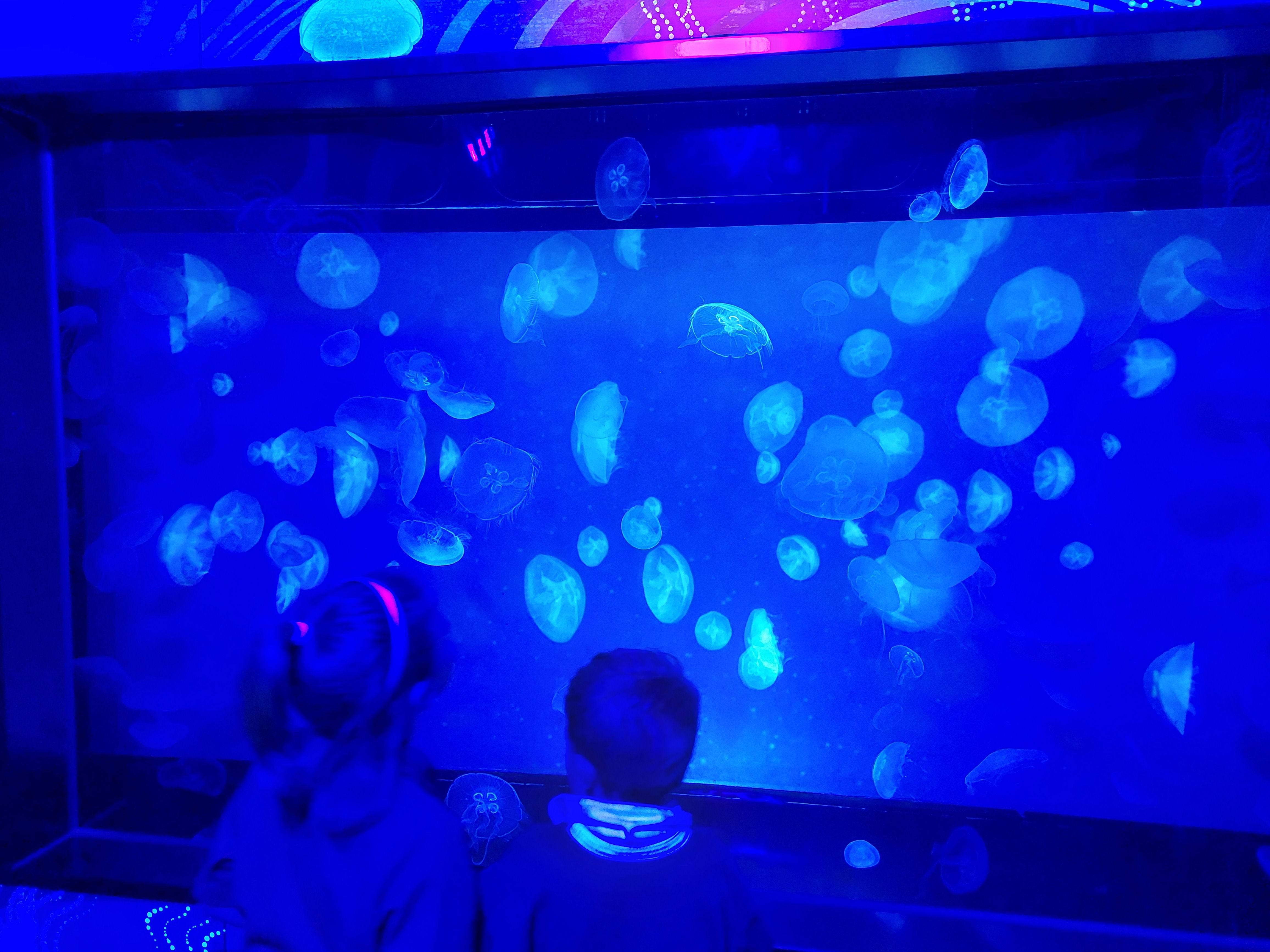 Sealife3