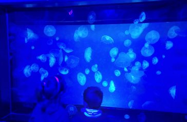 SJ - AQUARIUM VISIT