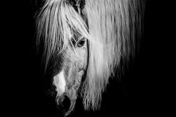 Photography Portfolio (110) (Submission)