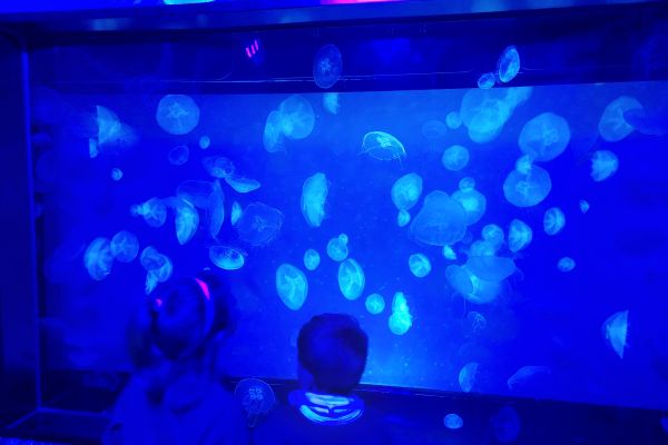 Sealife3